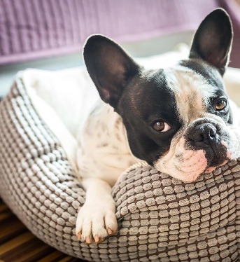 Miglior Tessuto per Divano con Animali: Guida Completa per Scegliere Quello Giusto